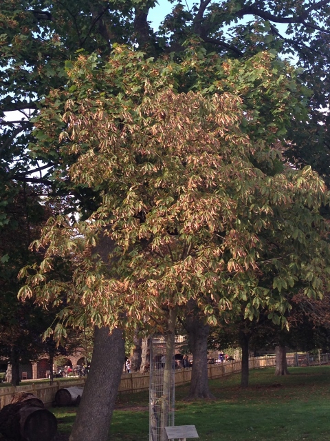2014-09-24 066 (480x640)