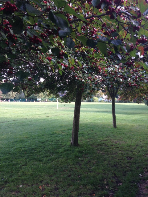 2014-09-24 067 (480x640)